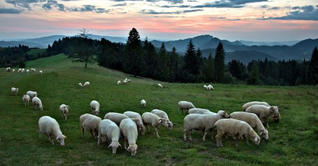 2 mln zł na wypas owiec trafi do 96 baców