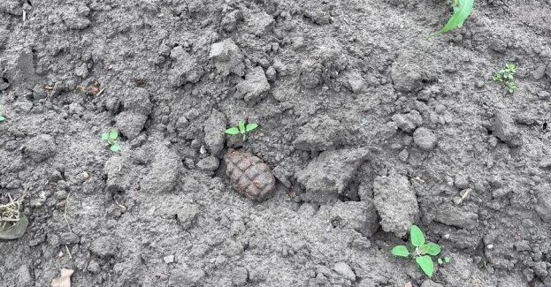 Znalazł granat F1 na polu pod Radziejowem