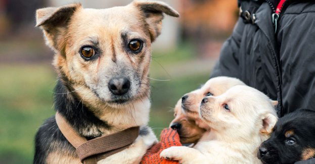 1,2 mln zł z budżetu obywatelskiego na schronisko dla zwierząt