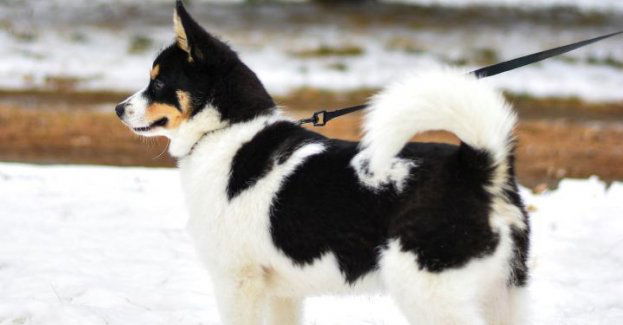 Ktoś porzucił psa; na mrozie przywiązał zwierzę do drzewa