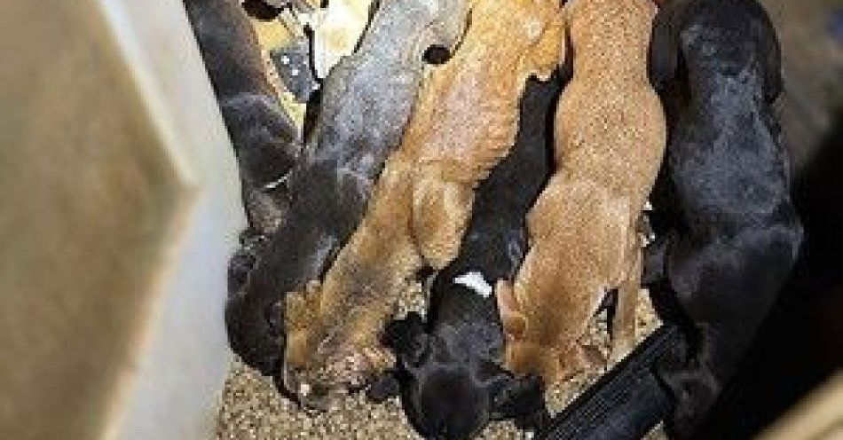 zdjęcie: Zatrzymano podejrzanych o znęcanie się nad psami / fot. KMP w Wrocławiu