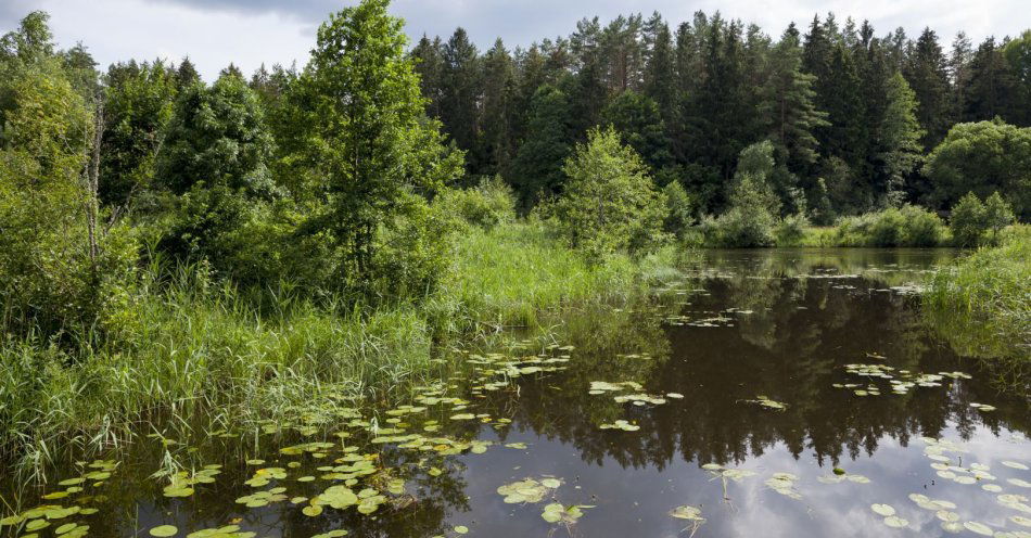 zdjęcie: Trzeba zrobić wszystko aby zabezpieczyć markę UNESCO dla Puszczy Białowieskiej / v9445540
