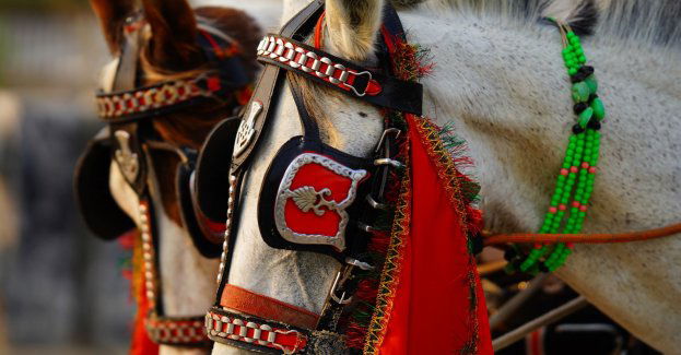 VII Zlot Furmanek w Furmanach - w niedzielę