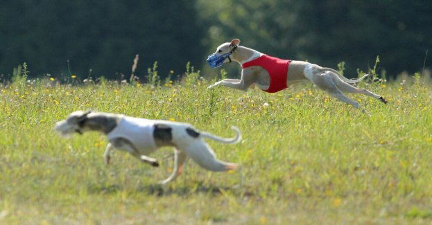 Ekspertka: charty kochają biegać i powinny biegać