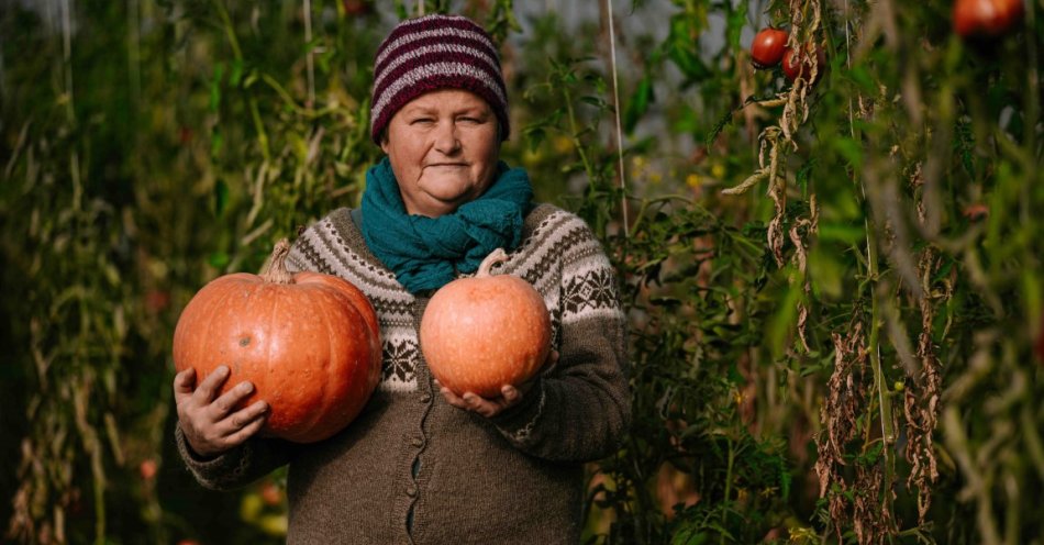 zdjęcie: Woda albo psikus! Tegoroczne dynie mniejsze o 30 procent / fot. nadesłane