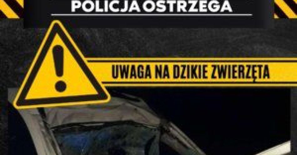 zdjęcie: Zachowaj ostrzożność - dzikie zwierzęta na drogach! / fot. KPP w Zduńskiej Woli