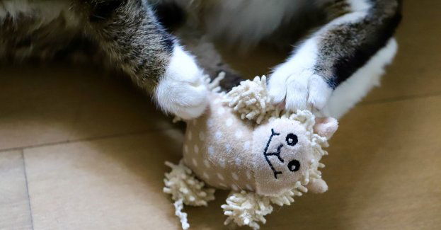 Sprzedając zabawki dla kota straciła pieniądze