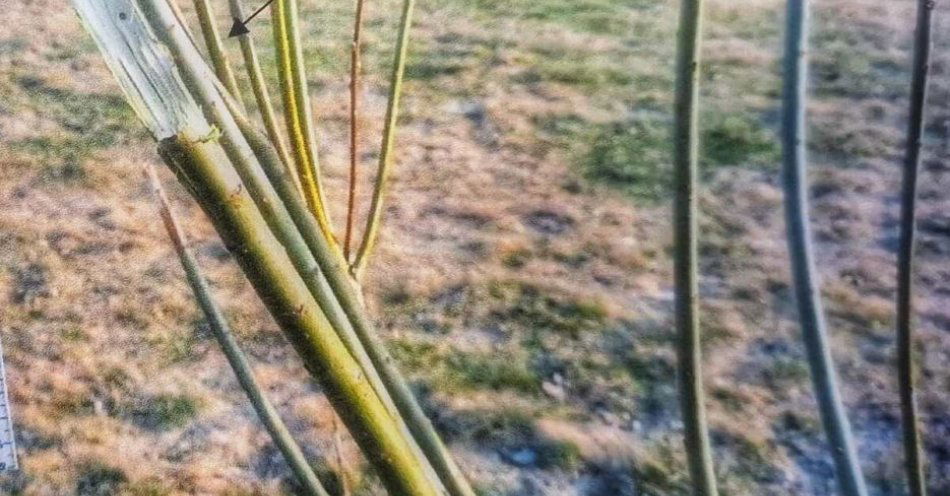 zdjęcie: Mężczyzna wyrwał drzewka w parku i wpadł z mefedronem / fot. KPP Grajewo