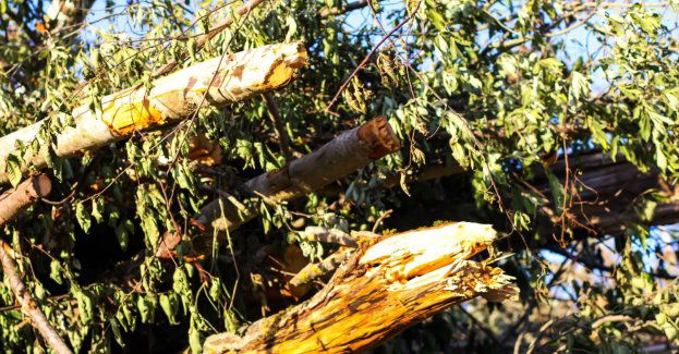 81 interwencji strażaków związanych z silnym wiatrem