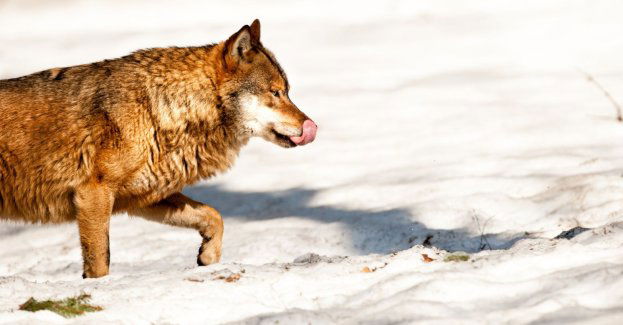 Jest rozdźwięk między resortami rolnictwa i klimatu ws. ochrony wilków