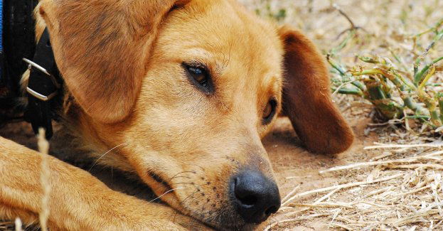 Do końca roku zakończy się remont schroniska dla zwierząt