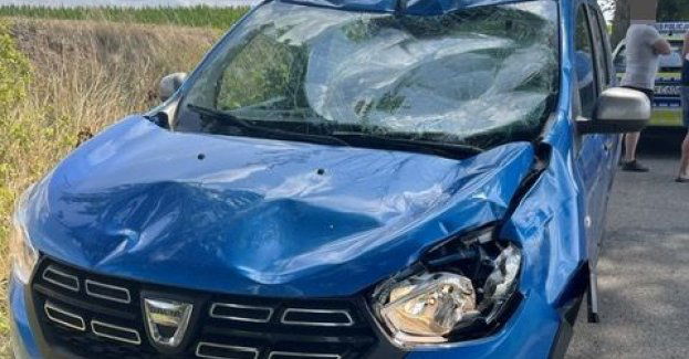 Kolizja osobówki z łosiem