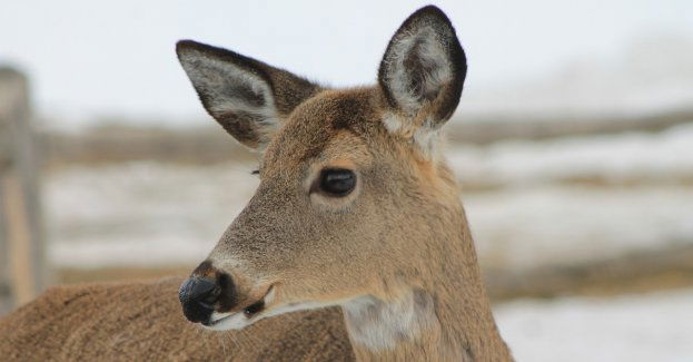 Pies pogryzł sarnę, która utknęła na tafli jeziora; uratowali ją strażacy
