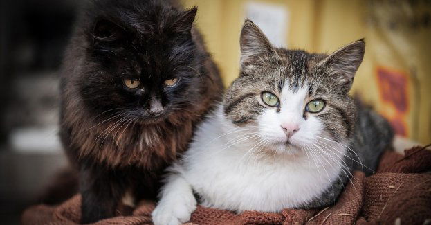 Policja zatrzymała 56-latka podejrzanego o znęcanie się nad zwierzętami