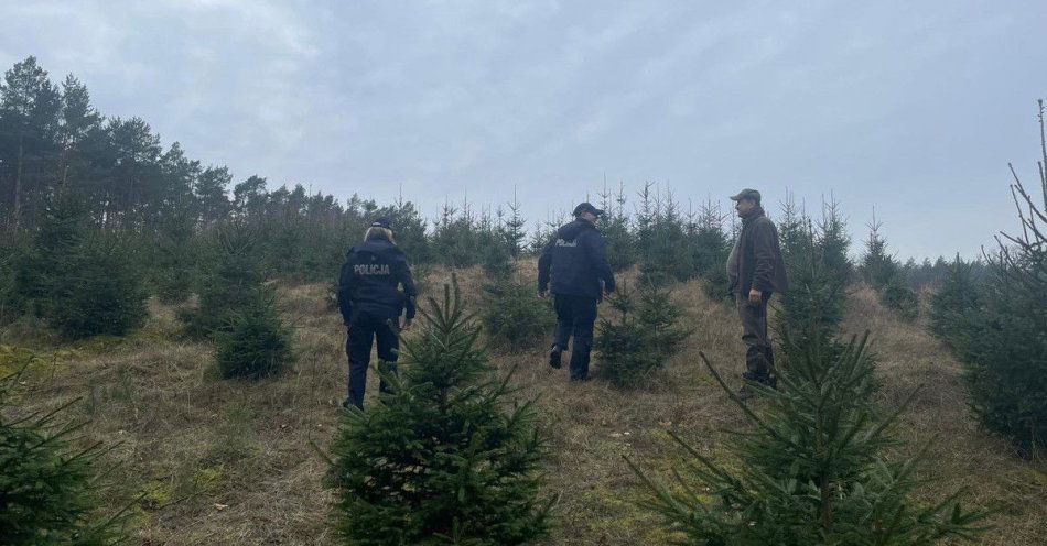 zdjęcie: Policja i leśnicy sprawdzają legalność choinek przed świętami / fot. KPP w Kwidzynie