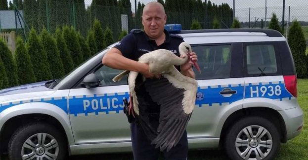 Dzielnicowy z Posterunku Policji z Zawidza pomógł bocianowi z uszkodzoną kończyną