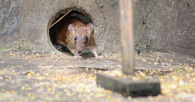 Od kwietnia w Poznaniu rusza obowiązkowa deratyzacja