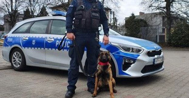 Waluta dołączyła do kutnowskiej policji jako pies patrolowy