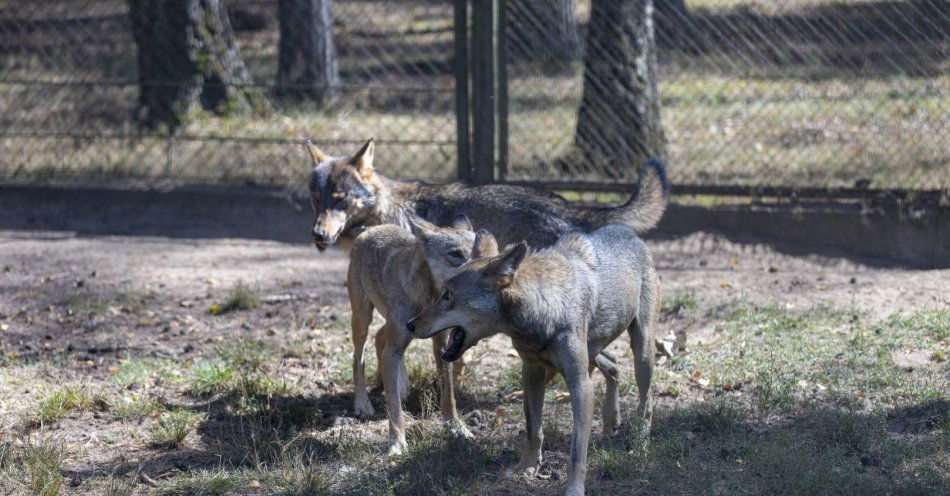 zdjęcie: Komisja środowiska o problemie wilków na Podkarpaciu / v13630709