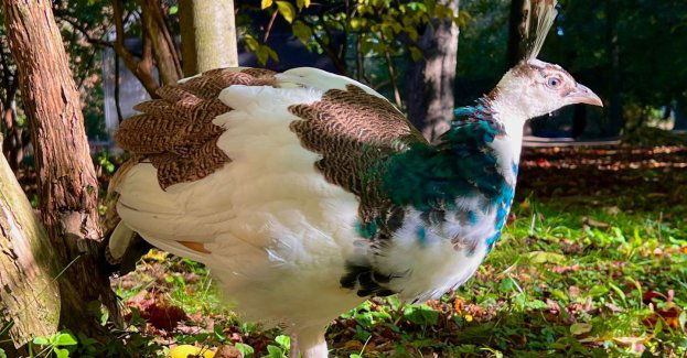 Mały paw z Ogrodu Saskiego czeka na imię