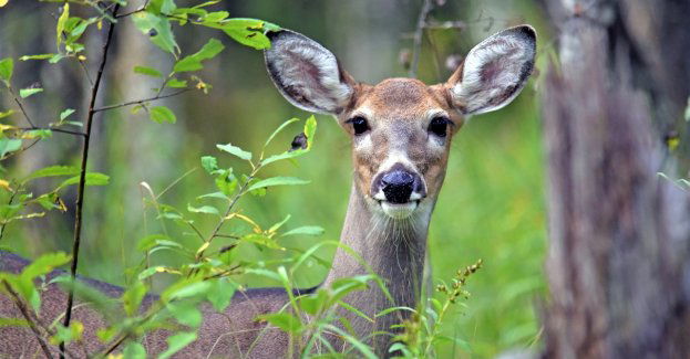 Zdarzenie z udziałem zwierzyny leśnej