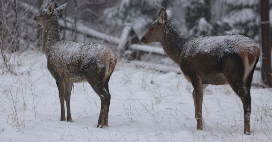 zdjęcie: W Wigilię będzie mroźno, a śnieg spadnie tylko w górach / Zakopane, 24.12.2025. Opady śniegu w Zakopanem, 24 bm. W samym Zakopanem leży kilka centymetrów białego puchu, a temperatura wynosi minus 4 st. C. Na Kasprowym Wierchu pokrywa śnieżna ma 23 cm, a termometry wskazują tam 12 st. mrozu. Warunki do uprawiania turystyki górskiej są niekorzystne. (ad) PAP/Grzegorz Momot ***Do tego materiału zdjęciowego dostępna jest również depesza w systemie CSI, pt.: Zakopane/ Święta w śnieżnej scenerii; trudne warunki na tatrzańskich szlakach***
