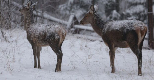 W Wigilię będzie mroźno, a śnieg spadnie tylko w górach