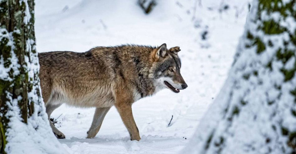 zdjęcie: Tylko w lasach regionu obok siebie żyją m.in. niedźwiedzie, wilki i żubry / fot. PAP