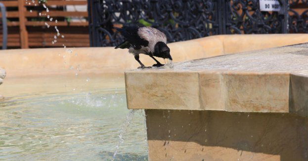 Wrony rozumieją prawdopodobieństwo podobnie jak naczelne