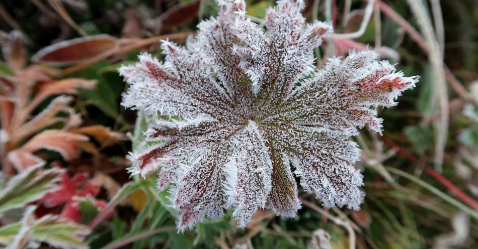 zdjęcie: Ostrzeżenie meteorologiczne przed przymrozkami na północy regionu / pixabay/2751408