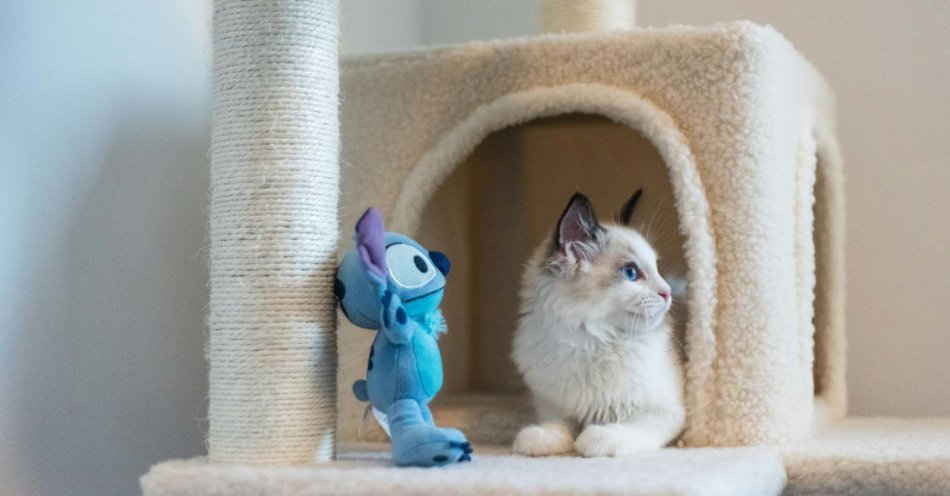 zdjęcie: Czy zabawki dla kota są niezbędne, czy można się bez nich obejść? / fot. nadesłane