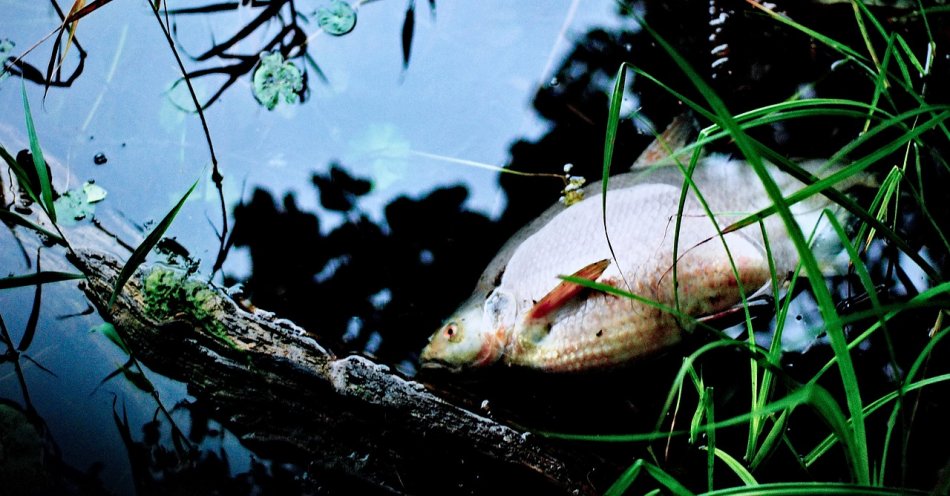 zdjęcie: Nie ma doniesień o śniętych rybach w wodach zanieczyszczonych po pożarze w Siemianowicach / pixabay/1584952