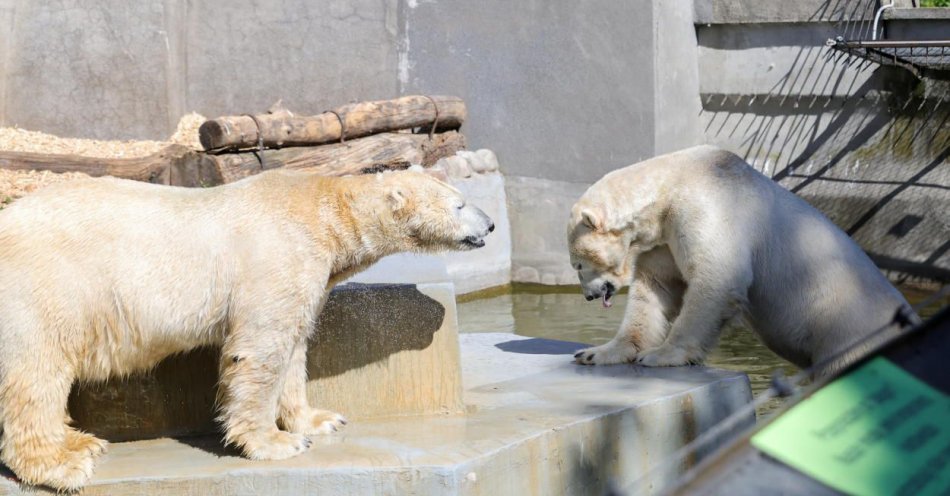 zdjęcie: We wtorek rano stołeczne niedźwiedzie polarne wyruszą do czeskiej Pragi / fot. PAP