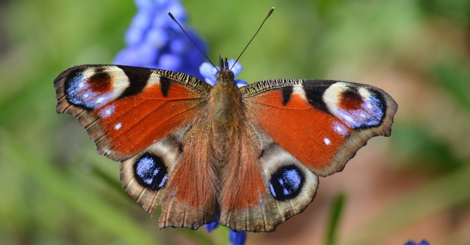 zdjęcie: Nowe okazy motyli można już podziwiać w motylarni w Jaworzu / pixabay/7927279