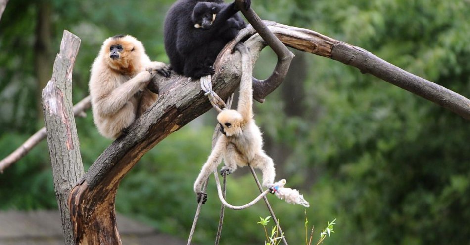 zdjęcie: Ogłoszono przetarg na projekt nowej małpiarni w stołecznym zoo / fot. PAP
