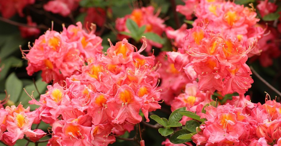 zdjęcie: Ostatnia szansa na podziwianie różaneczników w arboretum (wideo) / pixabay/3407172