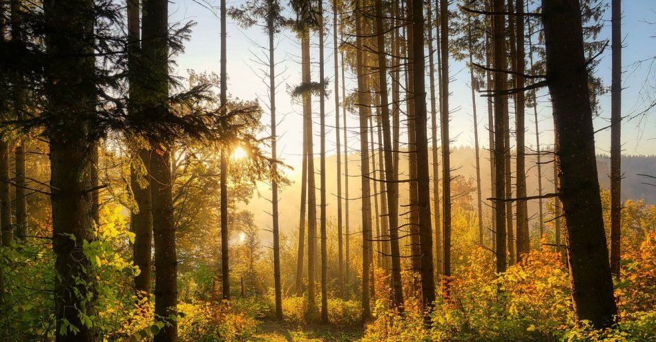 zdjęcie: Od piątku zostanie zniesiony zakaz wchodzenia do lasów / pixabay/6765636