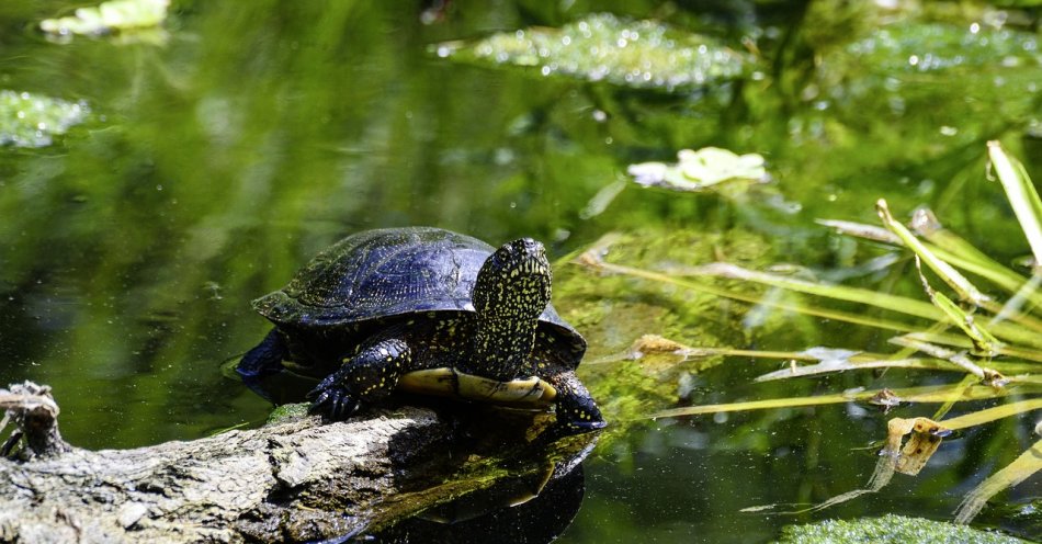 zdjęcie: 26 tys. małych żółwi błotnych wypuszczono do zbiorników wodnych / pixabay/3620719