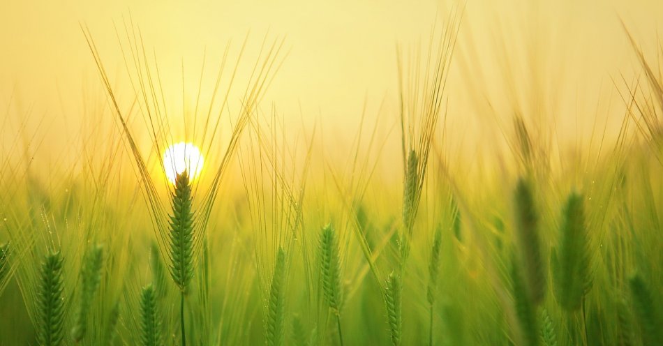 zdjęcie: Rolnictwo nowością na Uniwersytecie Jana Kochanowskiego; rekrutacja od 1 czerwca / pixabay/1684052