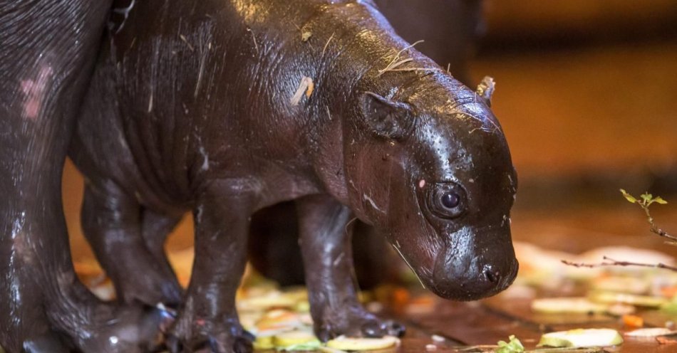 zdjęcie: Po raz pierwszy w ZOO w Łodzi urodził się hipopotam karłowaty / fot. PAP