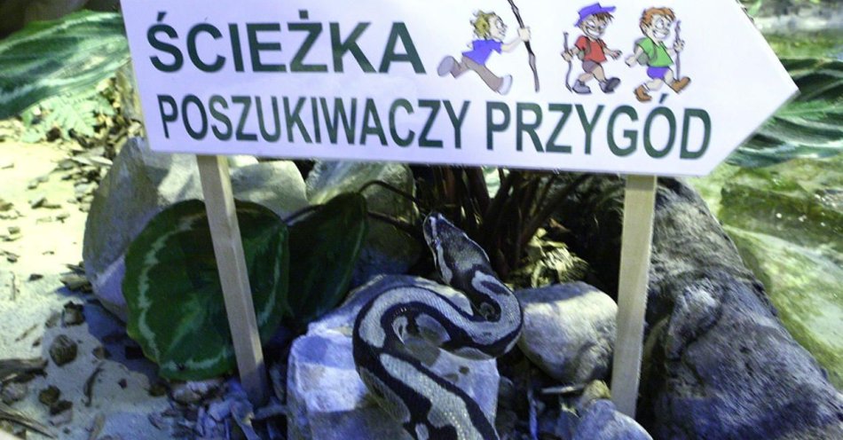 zdjęcie: Jedyna „Zoonoooc” w Polsce - zgłosiło się prawie tysiąc osób / fot. PAP