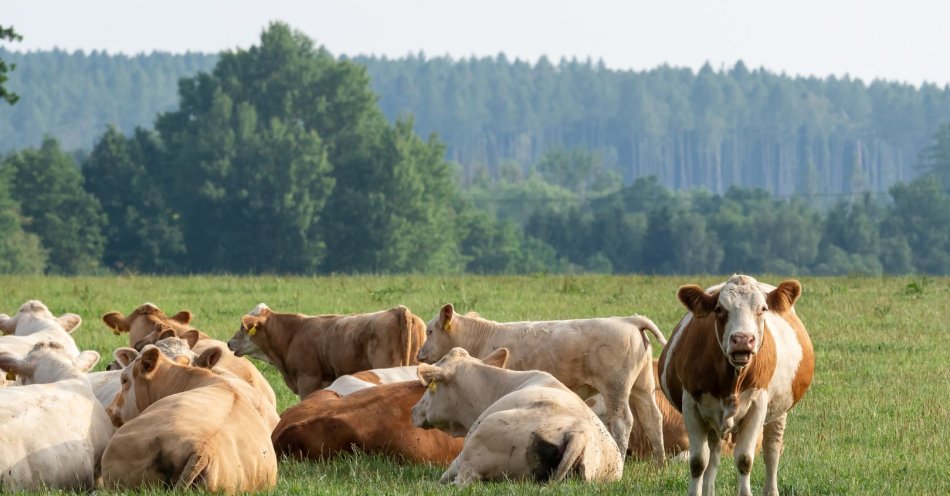 zdjęcie: Ponad 100 interwencji strażaków po burzach / v35284664