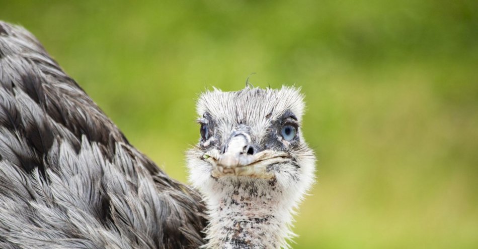 zdjęcie: Trzy młode emu pojechały do zoo w Poznaniu / v46443419