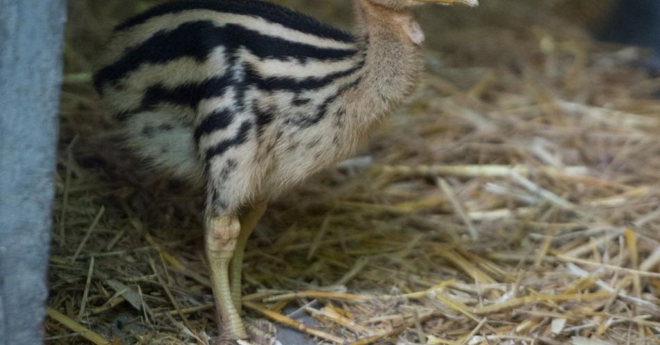 zdjęcie: Rzadki gatunek - kazuar hełmiasty wykluł się w stołecznym zoo / fot. PAP