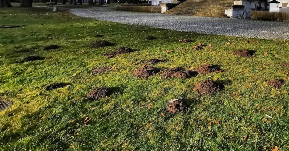 zdjęcie: Kret w ogrodzie to dobry znak – więcej z niego korzyści niż strat / fot. PAP