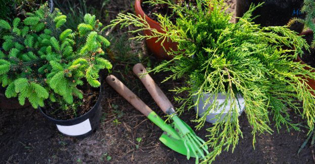 Mieszkańcy mogą oddać choinki w doniczkach do ponownego zasadzenia