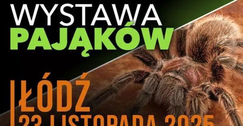 zdjęcie: Wystawa Pająków Łódź / kupbilecik24.pl / Wystawa Pająków Łódź