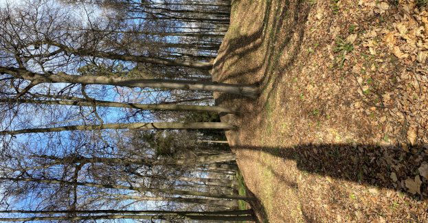 W Sarnowie łódzcy archeolodzy odnaleźli kurhan sprzed 5 tys. lat