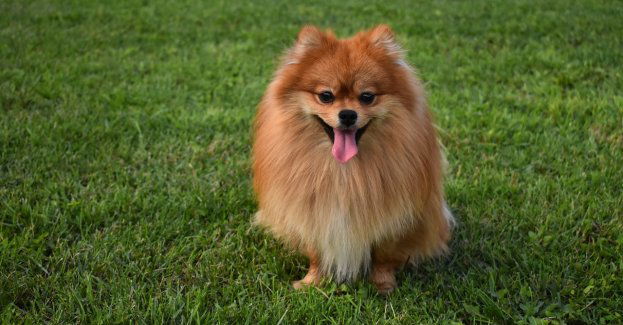 Kobieta odpowiedziała na zamieszczone ogłoszenie dotyczące sprzedaży psa. Straciła 500 zł.