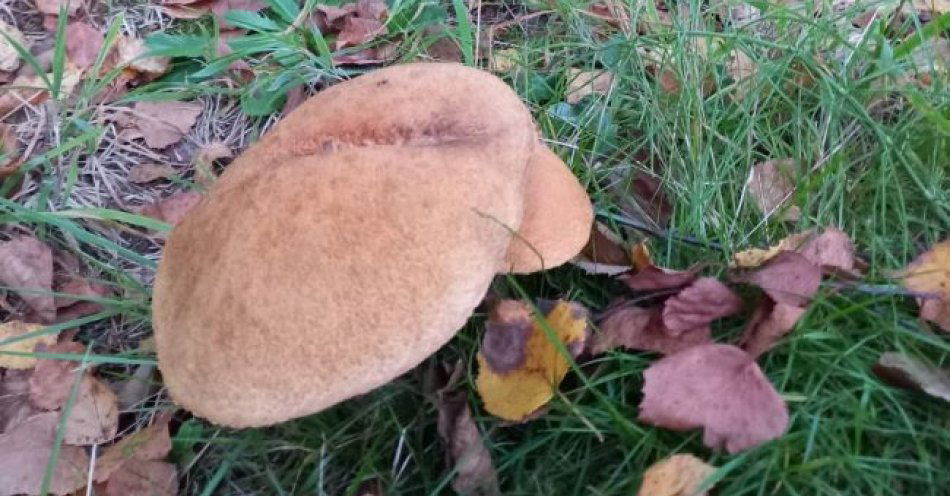 zdjęcie: Sezon na zbieranie grzybów rozpoczęty. mamy kilka rad… / fot. KPP w Grójcu
